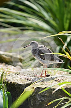 Spotted Redshank