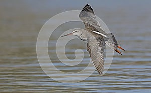 Spotted Redshank, Crete