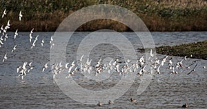 Spotted Redshank, Redshank, Tringa erythropus