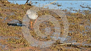 Spotted redshank, redshank, tringa erythropus