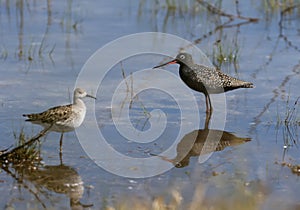 The spotted redshank Tringa erythropus