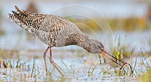 Spotted redshank - Tringa erythropus