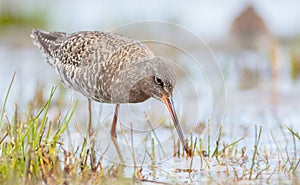 Spotted redshank - Tringa erythropus