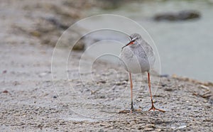 Spotted Redshank (Tringa erythropus)