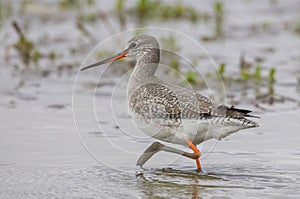 Spotted Redshank (Tringa erythropus)