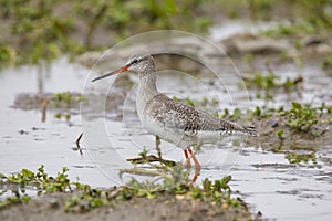 Spotted Redshank (Tringa erythropus)