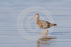 Spotted Redshank / Tringa erythropus