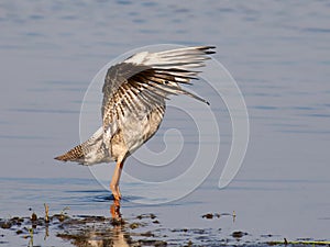 Spotted redshank (Tringa erythropus)