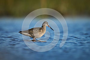 Spotted redshank (Tringa erythropus)