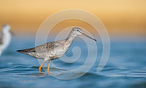 Spotted Redshank (Tringa erythropus)