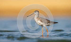 Spotted Redshank (Tringa erythropus)