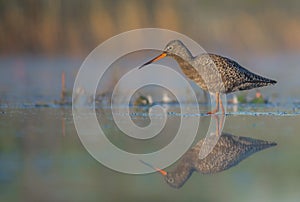 Spotted Redshank - Tringa erythropus