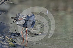 Spotted Redshank (Tringa erythropus), Crete