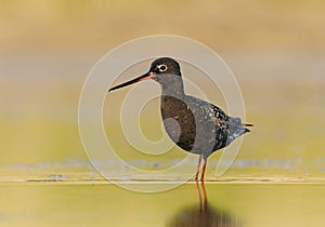 Spotted redshank (Tringa erythropus) looking for food in the wetlands