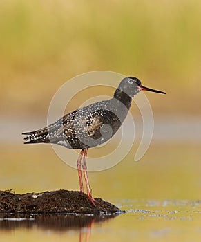 Spotted redshank (Tringa erythropus) resting in the wetlands looking at the sky