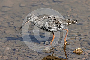 Spotted Redshank - Tringa erythropus, searching for food.