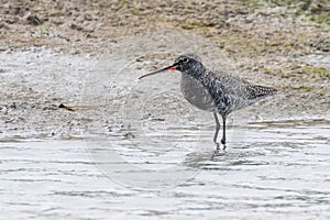 Spotted Redshank Wader Bird Tringa erythropus