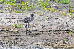 Spotted Redshank Wader Bird Tringa erythropus