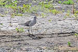 Spotted Redshank Wader Bird Tringa erythropus