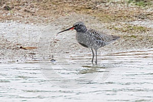 Spotted Redshank Wader Bird Tringa erythropus