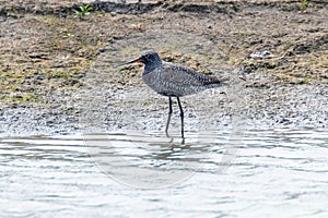 Spotted Redshank Wader Bird Tringa erythropus