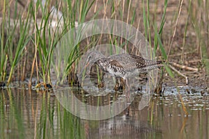 Spotted Redshank in water Tringa erythropus