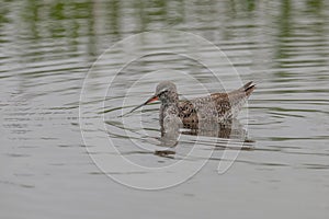 Spotted Redshank in water Tringa erythropus