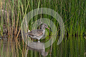 Spotted Redshank in water Tringa erythropus