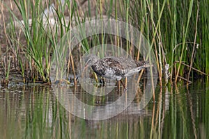 Spotted Redshank in water Tringa erythropus