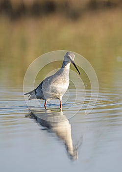 Spotted Redshank in water (Tringa erythropus