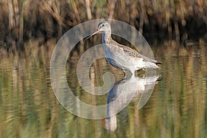 Spotted Redshank in water (Tringa erythropus