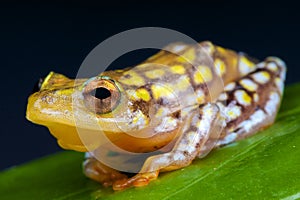 Spotted reed frog / Hyperolius substriatus