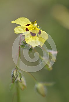 Spotted Rock-rose