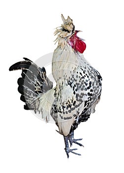 Spotted rooster sing a song