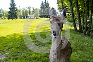 Spotted row deer fawn baby in early morning light