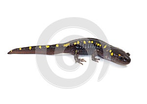 Spotted Salamander photo
