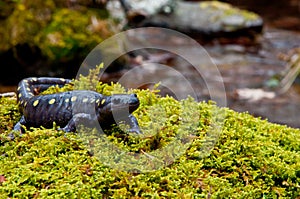 Spotted Salamander