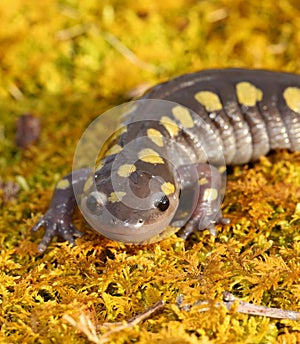 Spotted Salamander