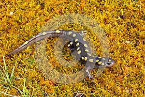 Spotted Salamander