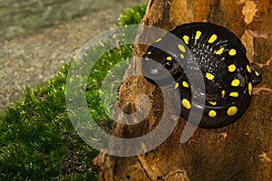 Spotted Salamander