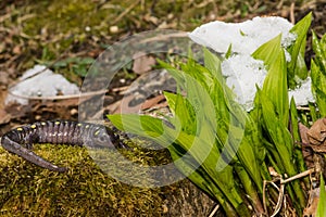 Spotted Salamander