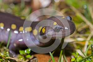 Spotted Salamander