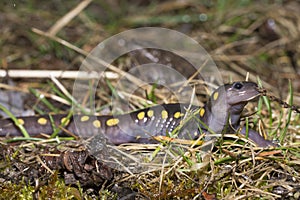 Spotted Salamander