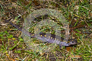 Spotted Salamander