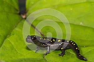 Spotted Salamander