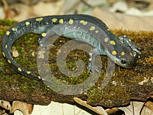 Spotted Salamander Ambystoma maculatum