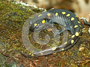 Spotted Salamander (Ambystoma maculatum)