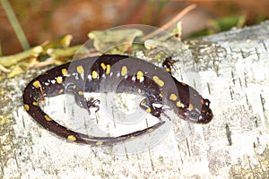 Spotted Salamander (Ambystoma maculatum)