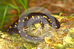 Spotted Salamander Ambystoma maculatum