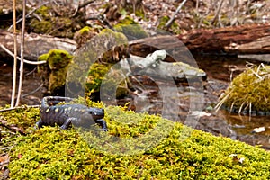 Spotted Salamander